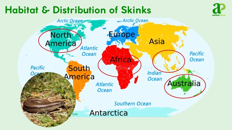 Habitat and distribution of Skinks