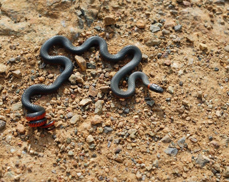 Ring-necked Snake (Diadophis punctatus) displaying remarkable agility on land
