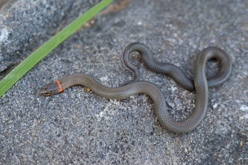 Ring-necked Snake (Diadophis punctatus) exhibiting distinctive neck band and ventral coloration 