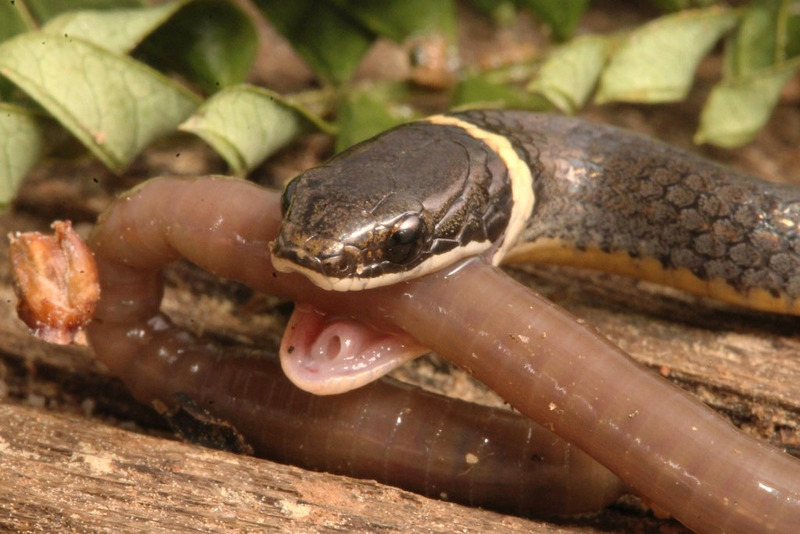 Ring-necked Snake (Diadophis punctatus) capturing its prey, showcasing its distinctive hunting style