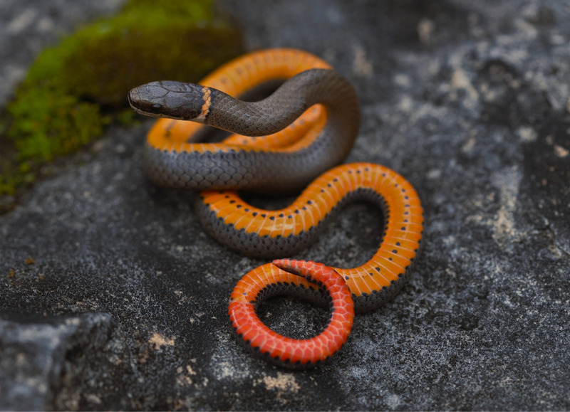 Ring-necked Snake (Diadophis punctatus) displaying nocturnal activity patterns during the night