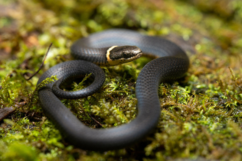 Ring-necked Snake (Diadophis punctatus) embracing a solitary lifestyle in its natural habitat