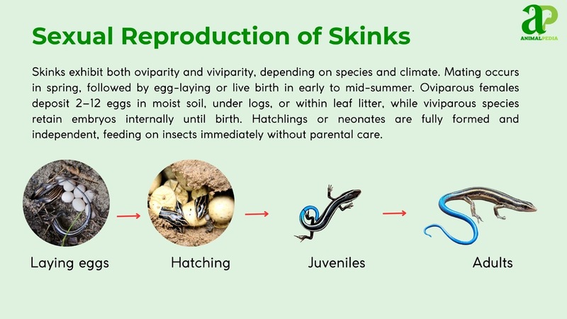 Sexual Reproduction of Skinks
