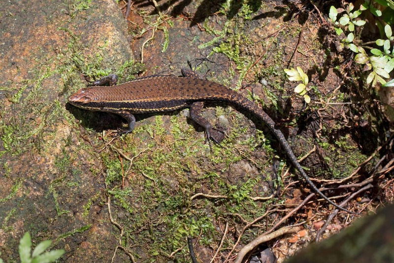 skink activity and morning sunbathing