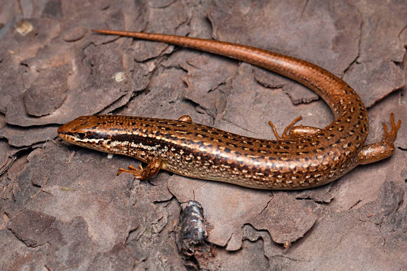 skink anatomy and osteoderm protection