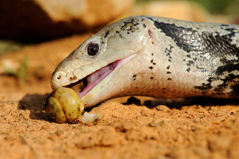 skink hunting and prey capture technique