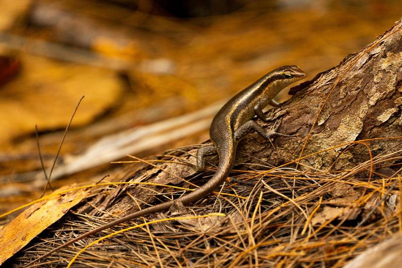 skink movement and land navigation