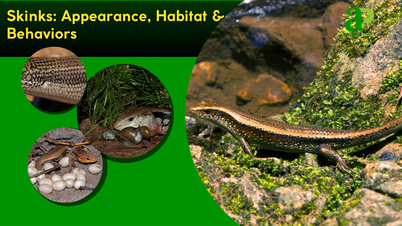 Skinks: Complete Guide to Smooth Scales, Habitat & Facts