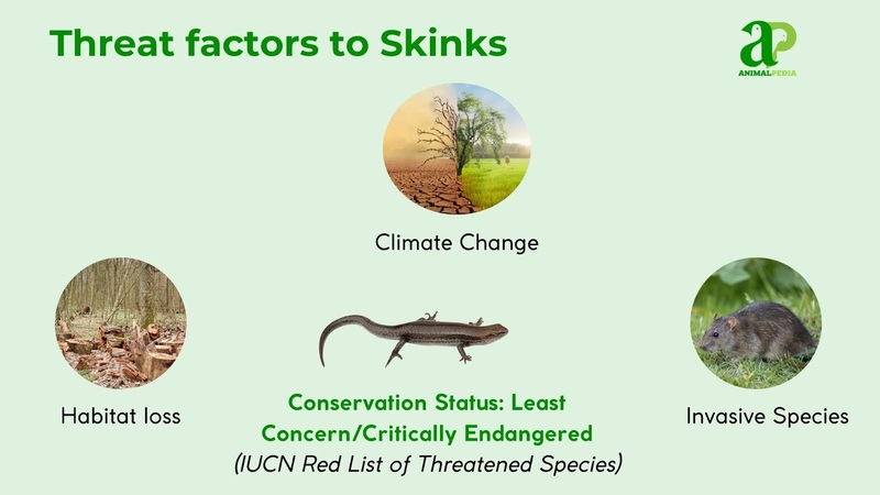 threat factors to skinks
