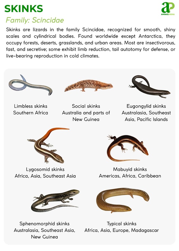 Various species of Skinks