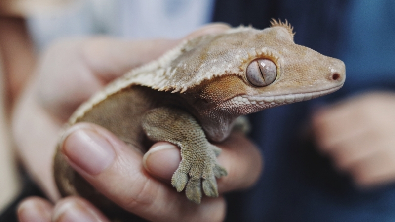 Are Crested Geckos Beneficial to Humans