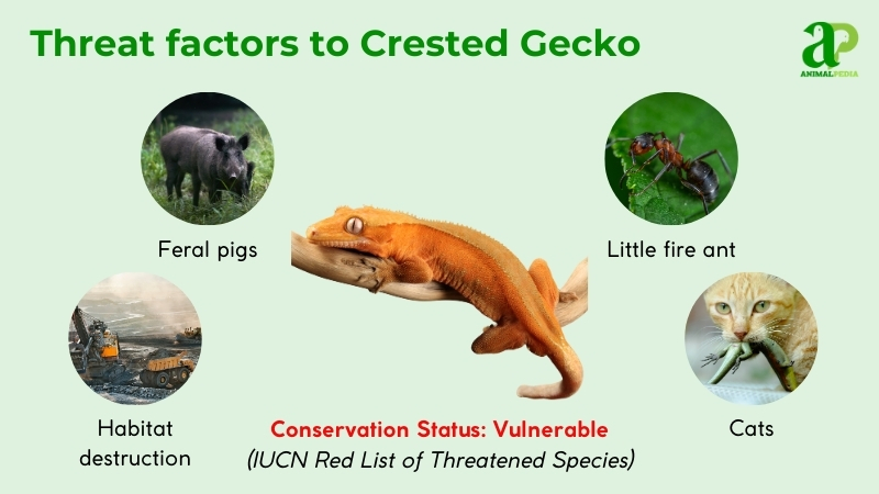Are Crested Geckos Endangered
