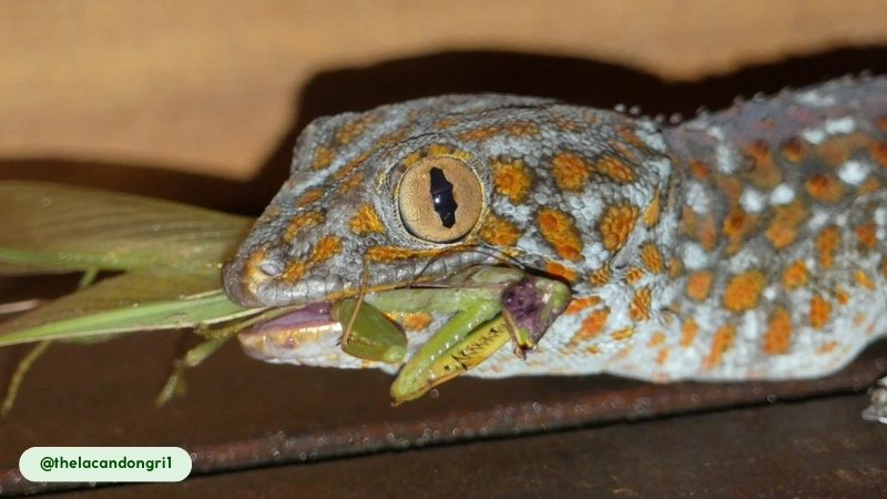 tokay geckos help control populations 