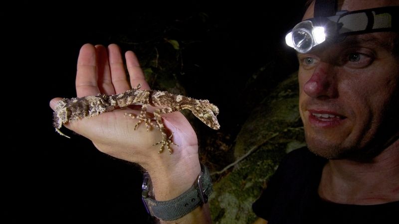 leaf-tailed geckos help control populations 