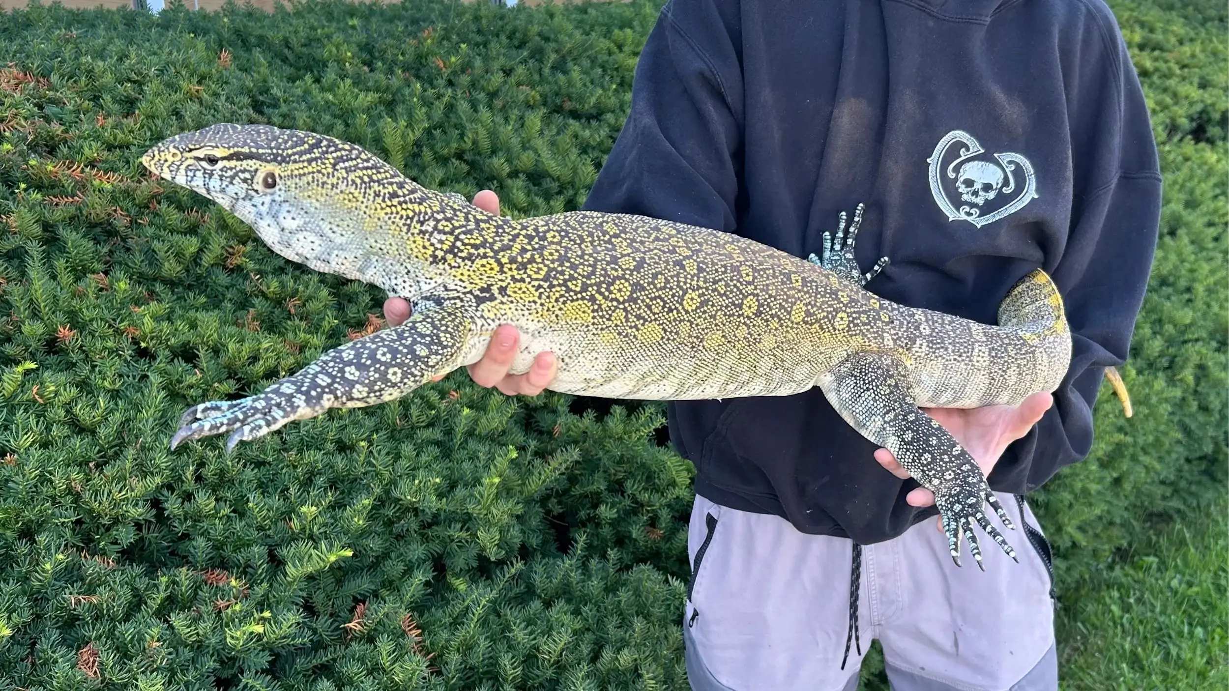 Nile Monitors aid humans by controlling pests