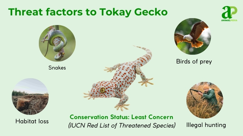 Are Tokay Geckos Endangered