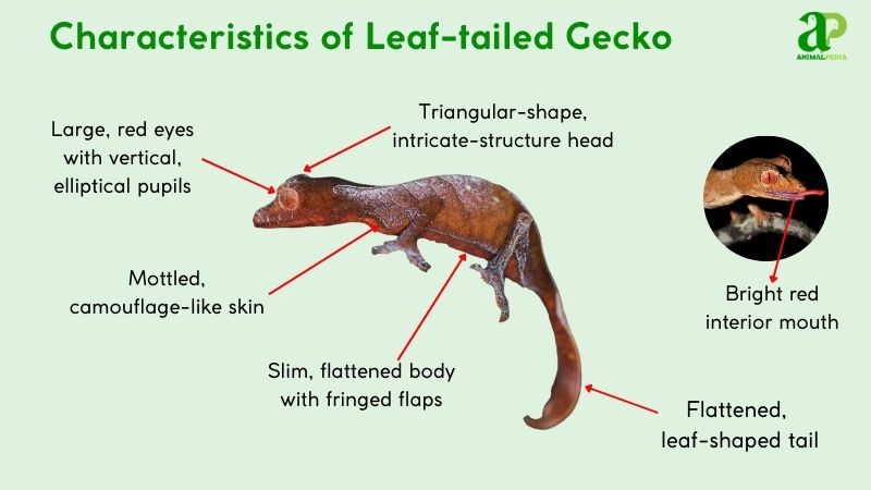 Characteristics of Leaf-tailed gecko