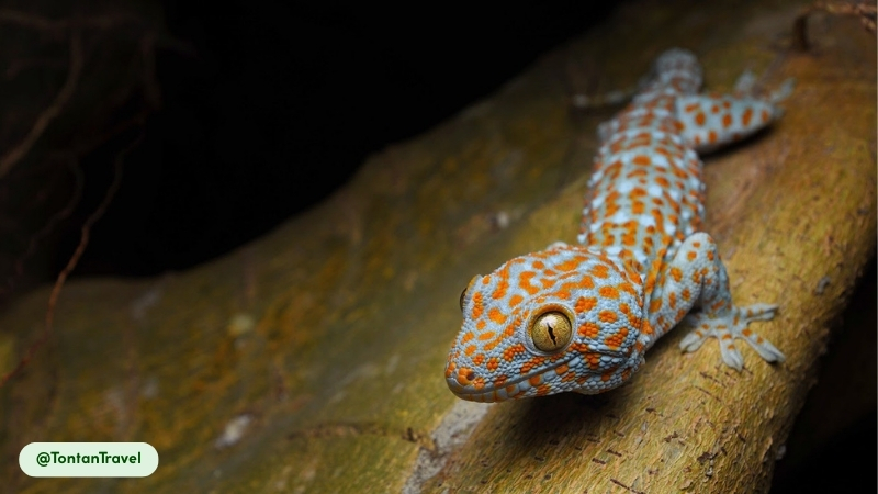 Tokay geckos most active from dusk until dawn
