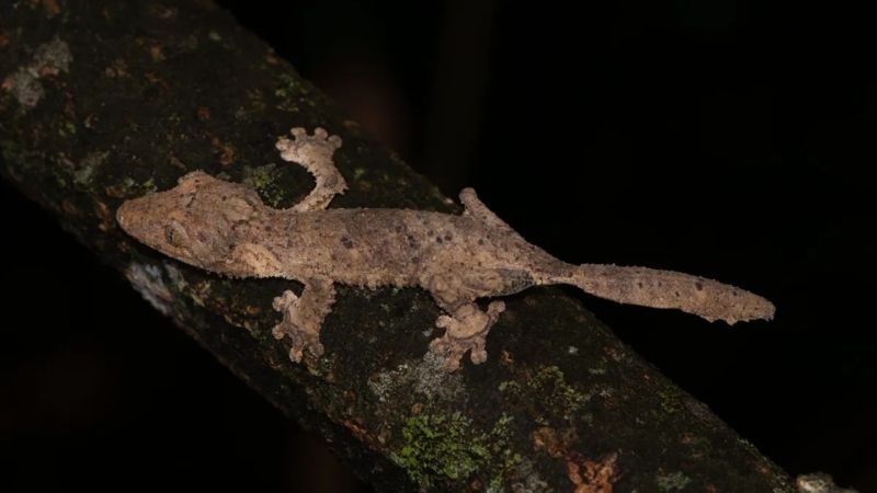 Leaf-tailed geckos are strictly nocturnal