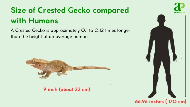 How Big Are Crested Geckos