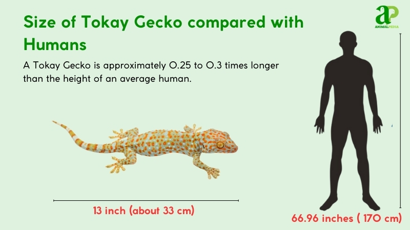 How Big Are Tokay Geckos