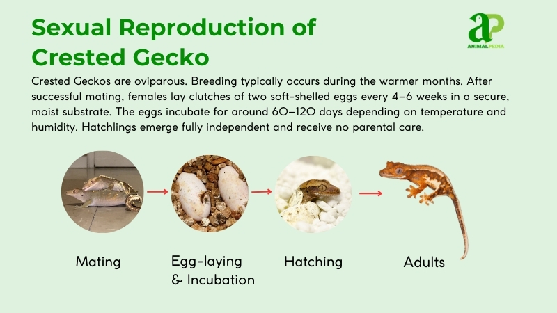 How Do Crested Geckos Reproduce