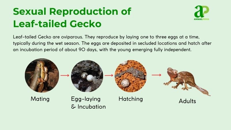 How Do Leaf-tailed Geckos Reproduce