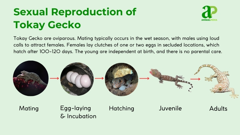 How Do Tokay Geckos Reproduce