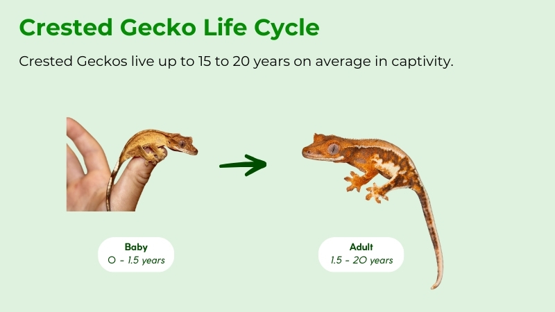How Long Do Crested Geckos Live