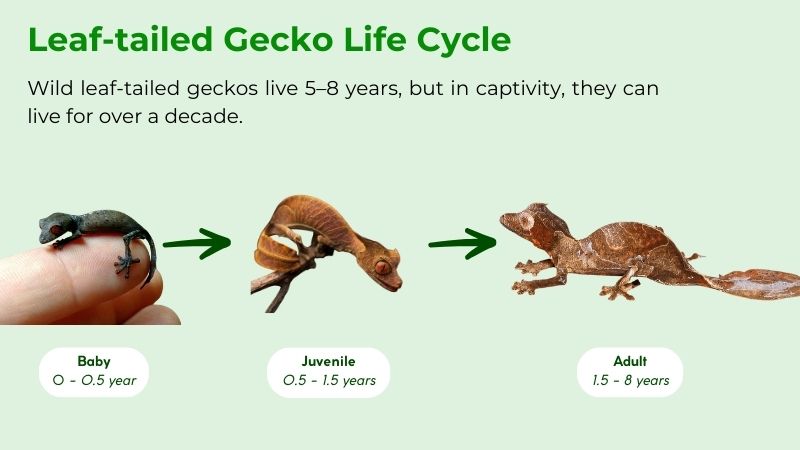 How Long Do Leaf-tailed Geckos Live