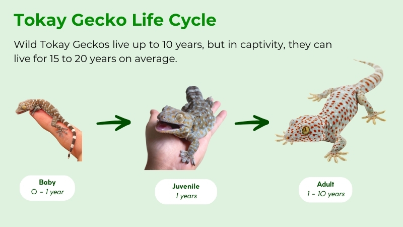 How Long Do Tokay Geckos Live