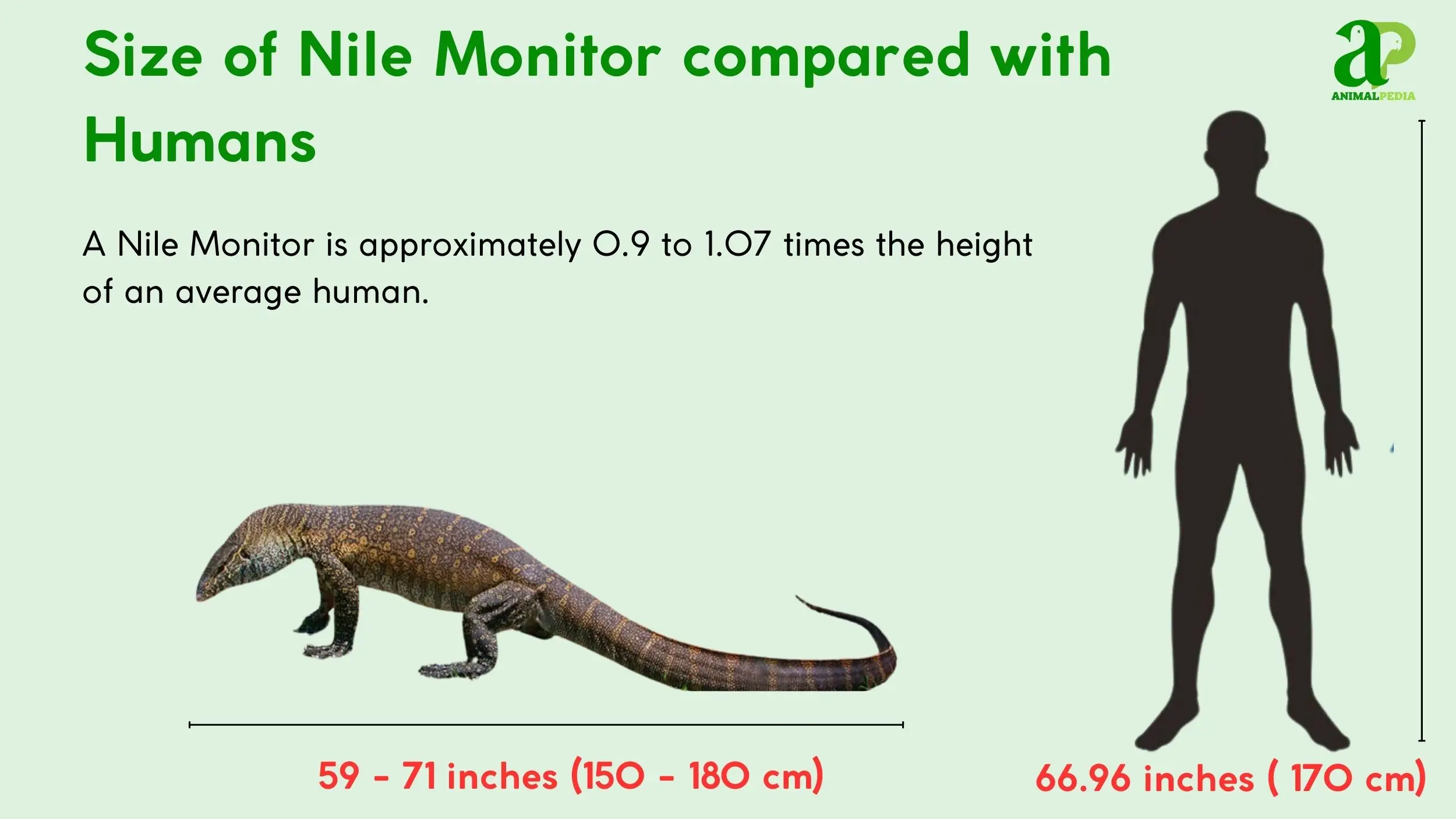 Monitor lizard measurements