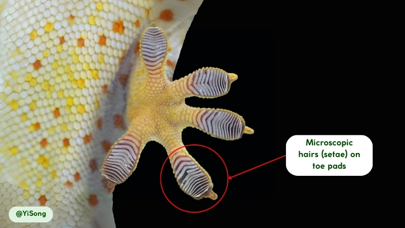 Tokay geckos Movement and Abilities