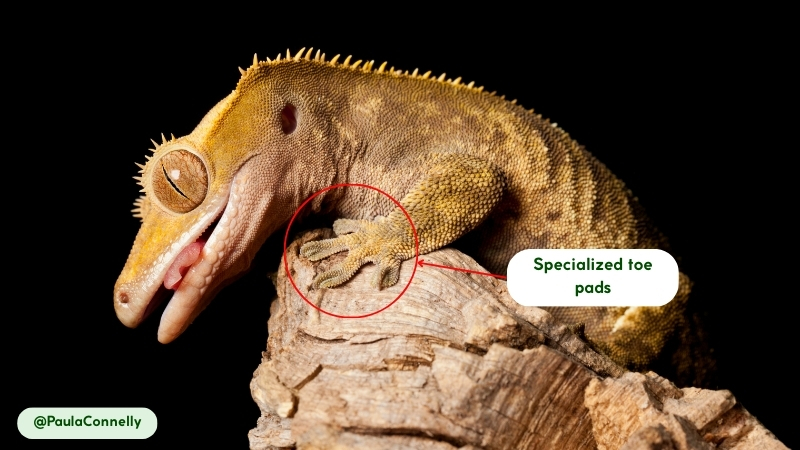 Crested Geckos Movement and Abilities
