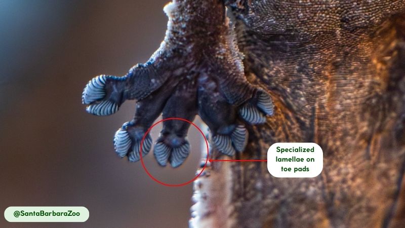 Leaf-tailed Geckos slowness with explosive bursts of speed