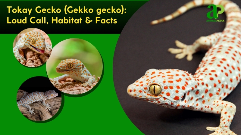 Tokay Gecko species guide