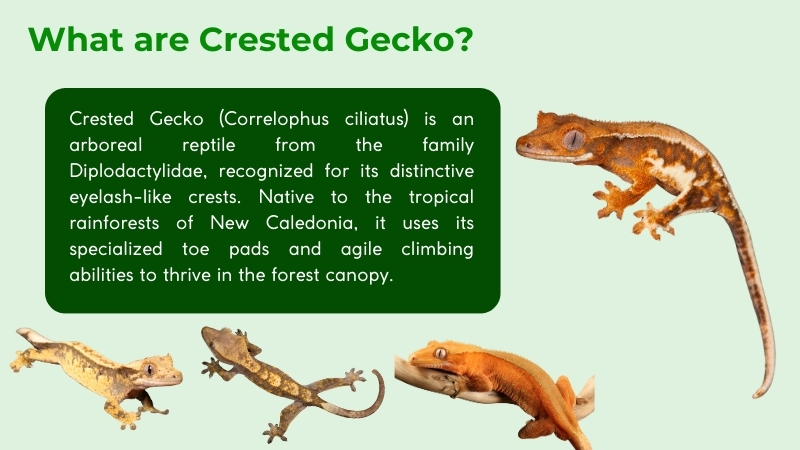 What Are Crested Geckos