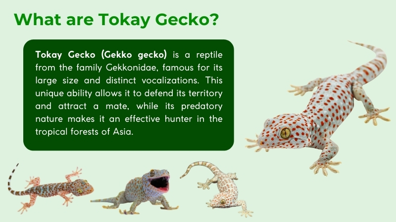 What Are Tokay Geckos