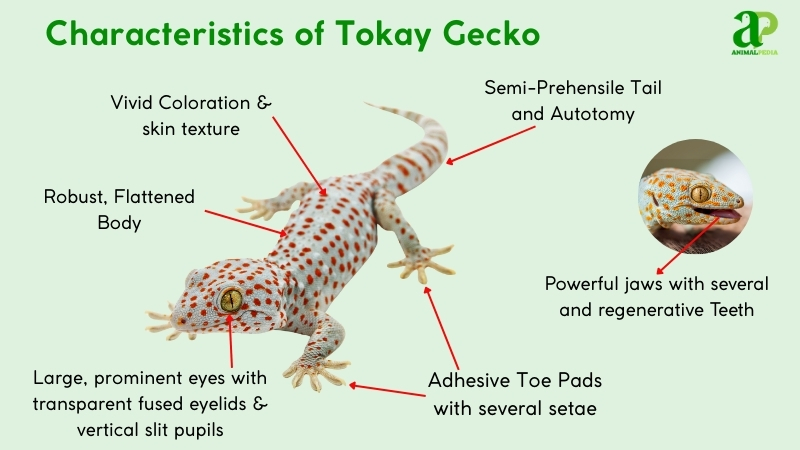 What Do Tokay Geckos Look Like