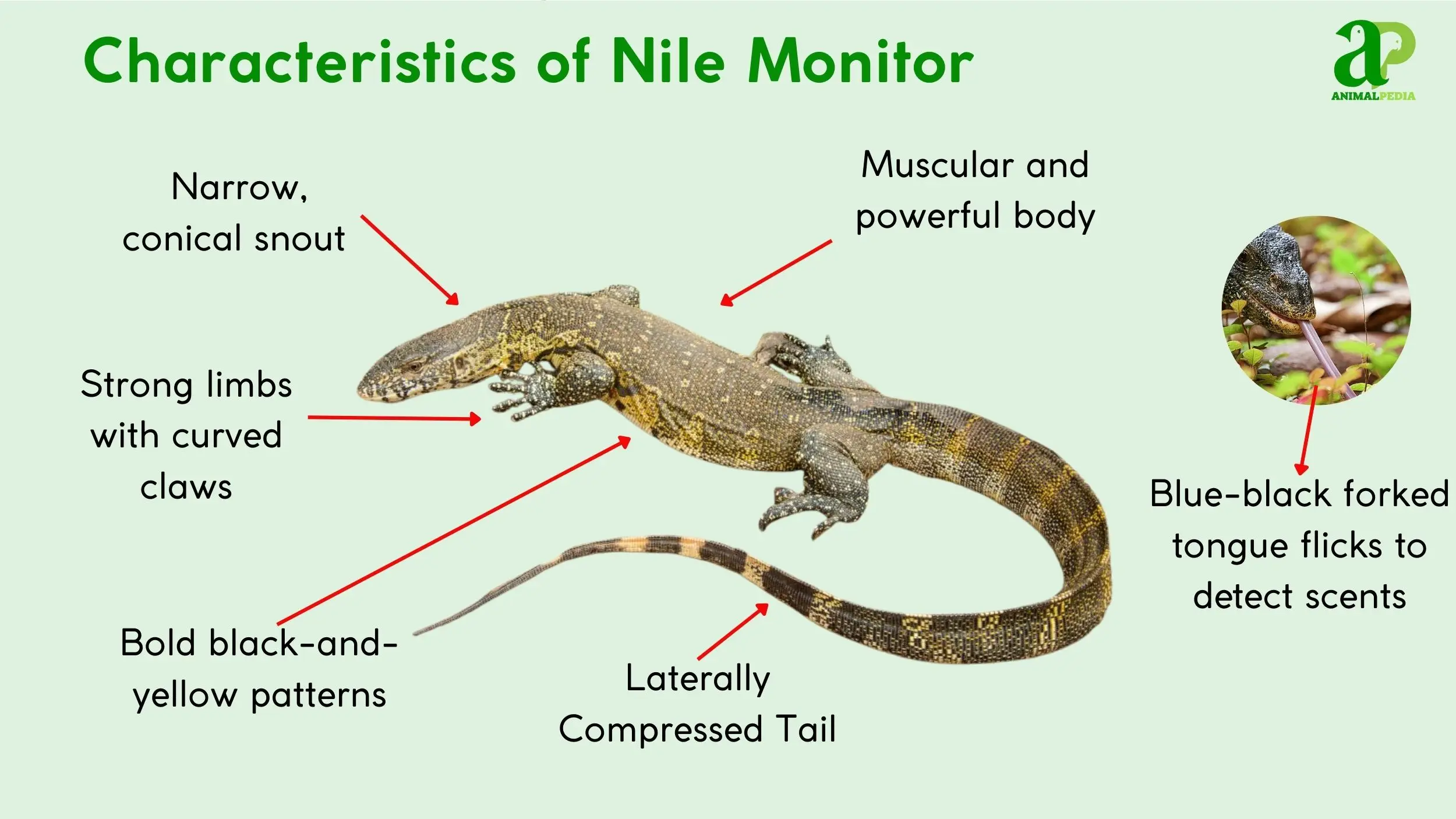 nile monitor physical characteristics