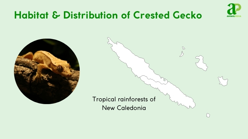 Where Do Crested Geckos Live