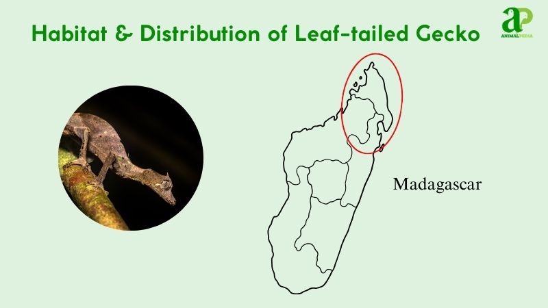 Habitat and distribution of Leaf-tailed Geckos
