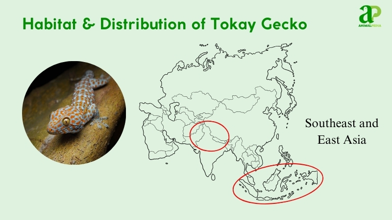 Where Do Tokay Geckos Live