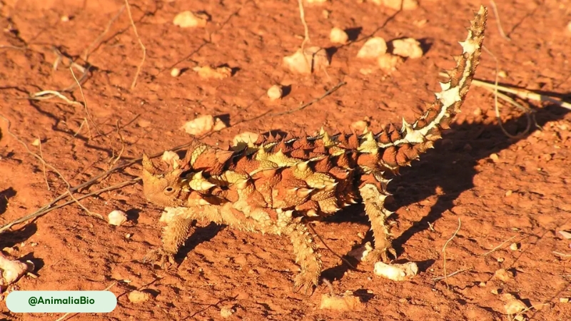 a unique rocking gait of thorny devil