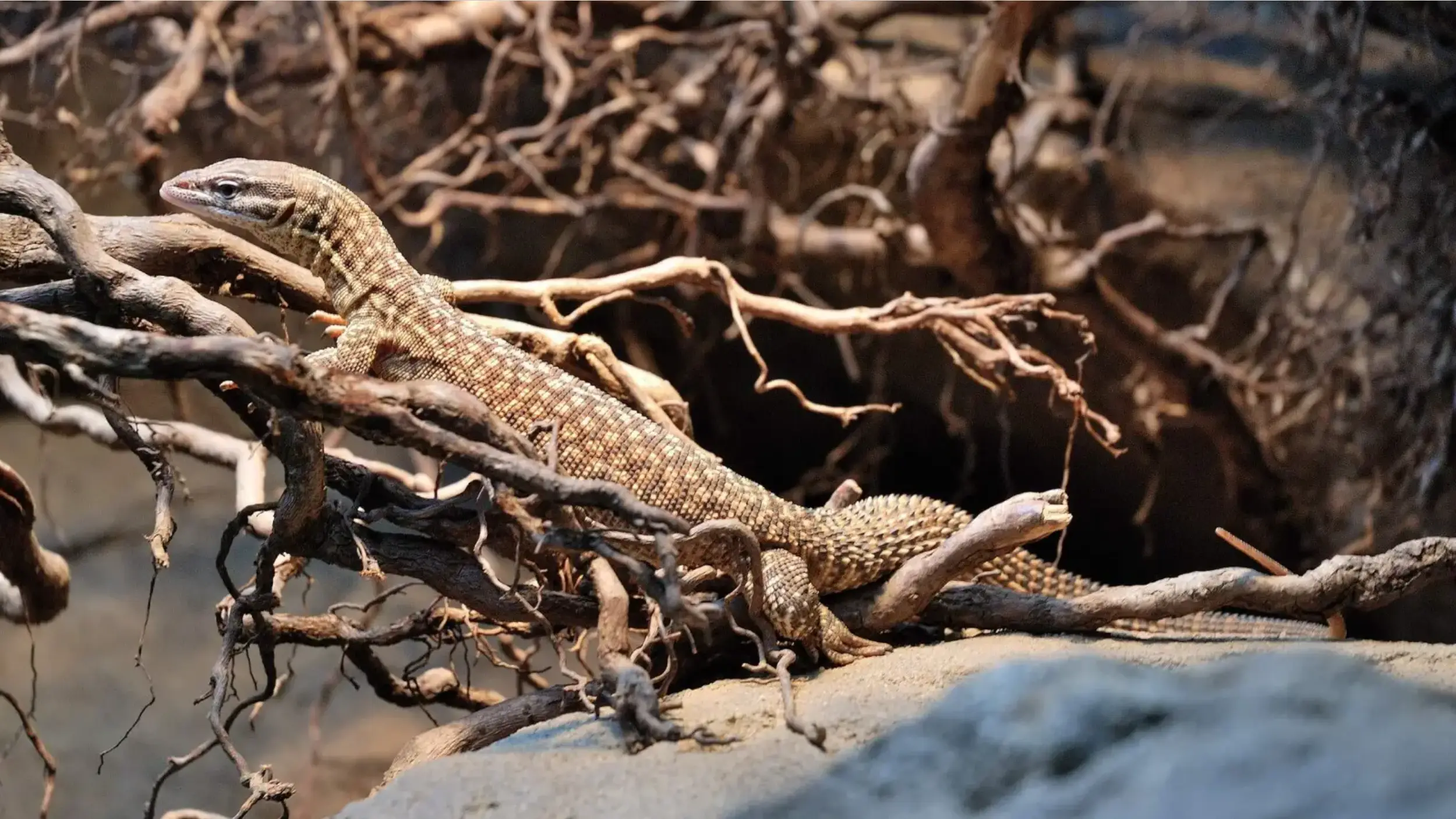 ackie monitor actives sunrise and concluding