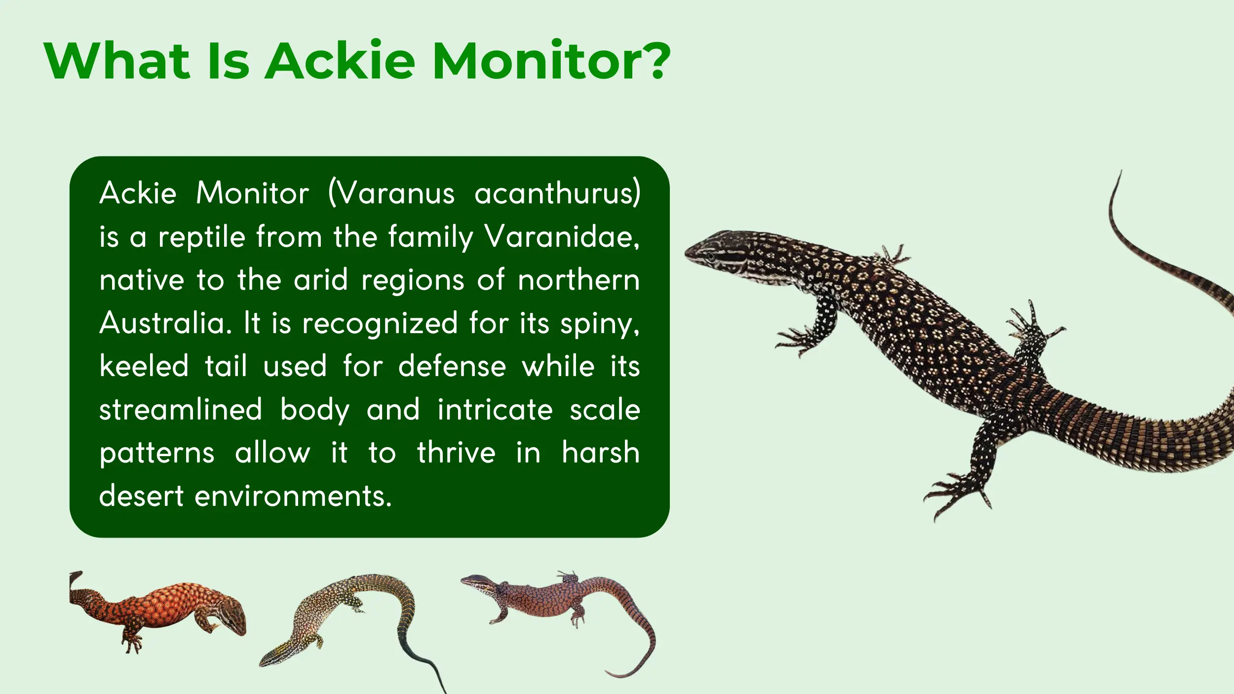 ackie monitor from the family varanidae