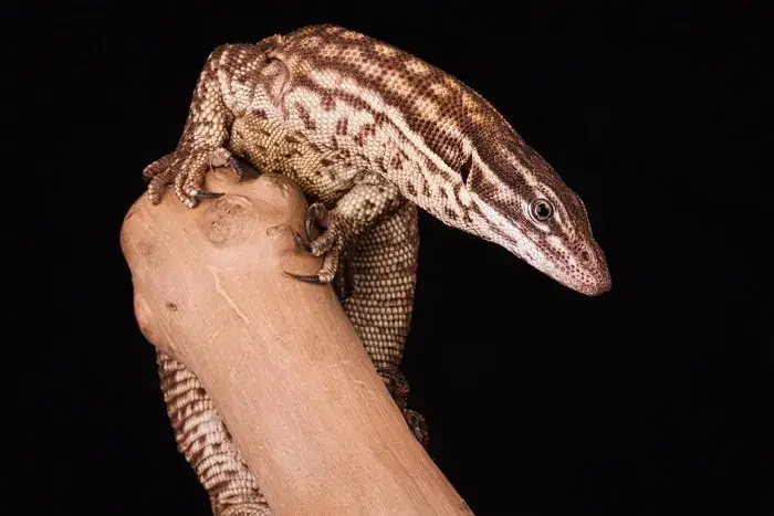 ackie monitor is beneficial to humans