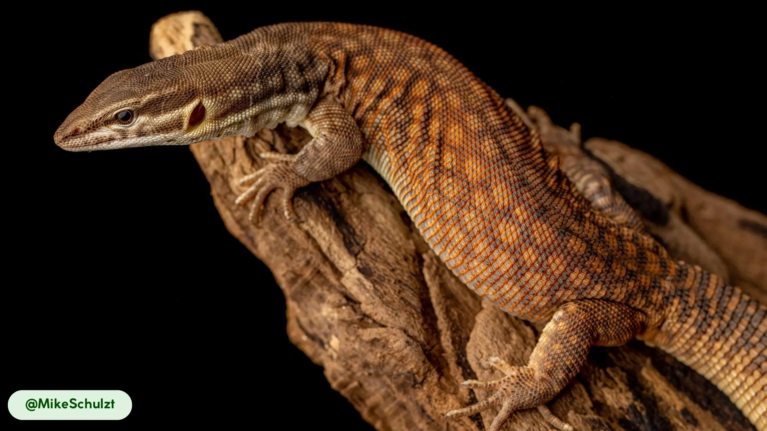 Ackie Monitor is smart reptiles solve problems