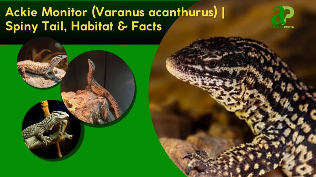 ackie monitor species guide
