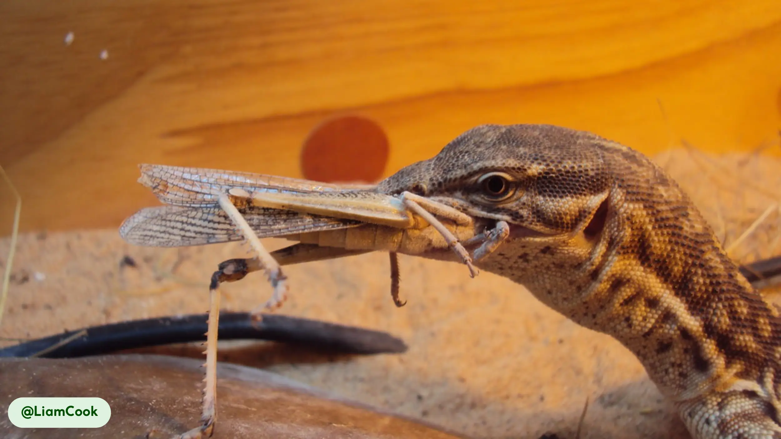 Ackie Monitors a powerful bite crushes insect prey